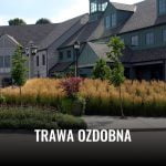 Trwa ozdobna. Pochodzenie, rodzaje i cechy. Trawa ozdobna 2025 trawa ozdobna