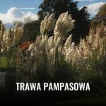 Trwa pampasowa (Cortaderia selloana) Trawa pampasowa 2025 trawa pampasowa