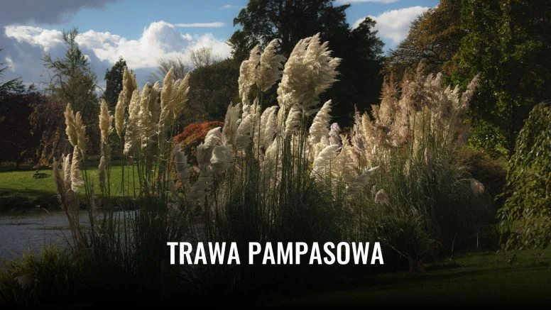 trawa pampasowa