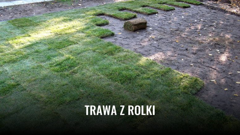 Trawa z rolki. Rodzaje, cechy, zalety i wady. Trawa z rolki 2025 trawa z rolki