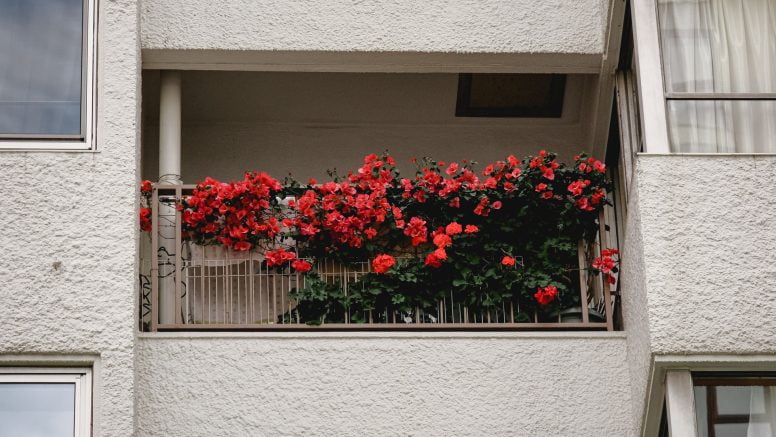 ogrod rosliny balkon 1